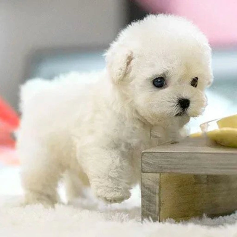 Realistic Interactive Robot Puppy