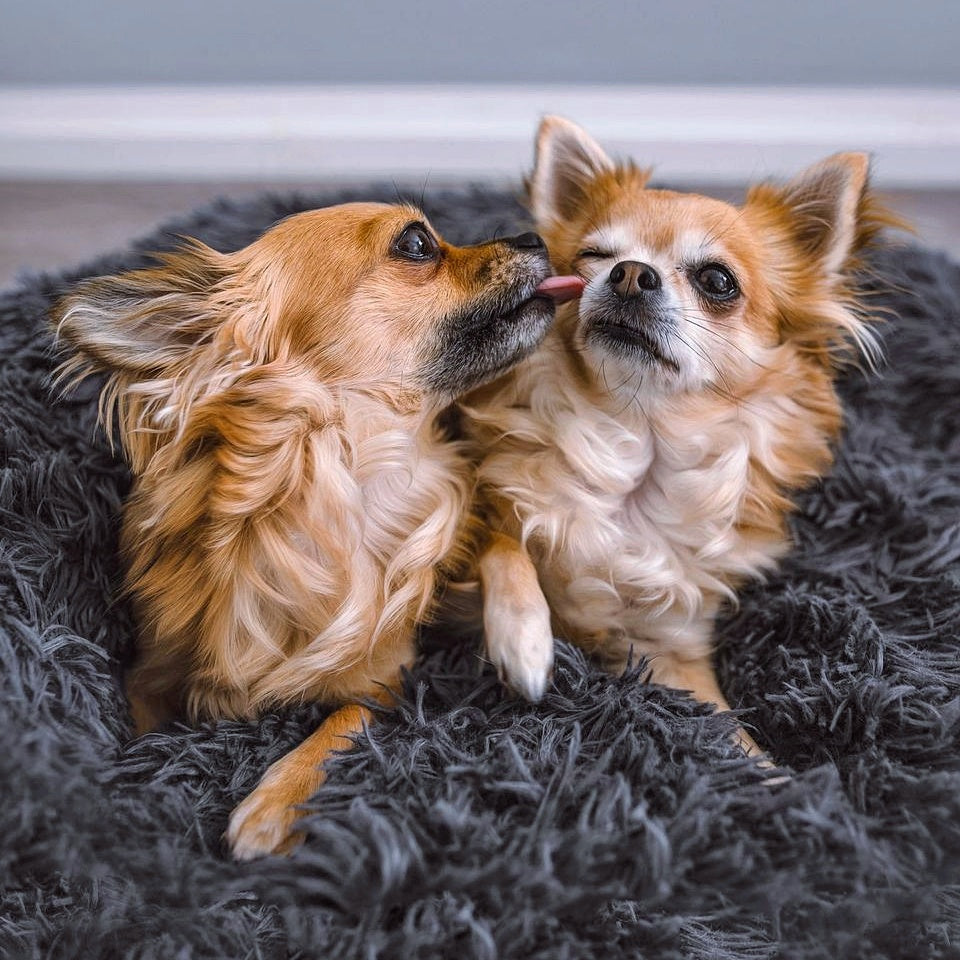 Fluffy Plus Dog Bed – The Original