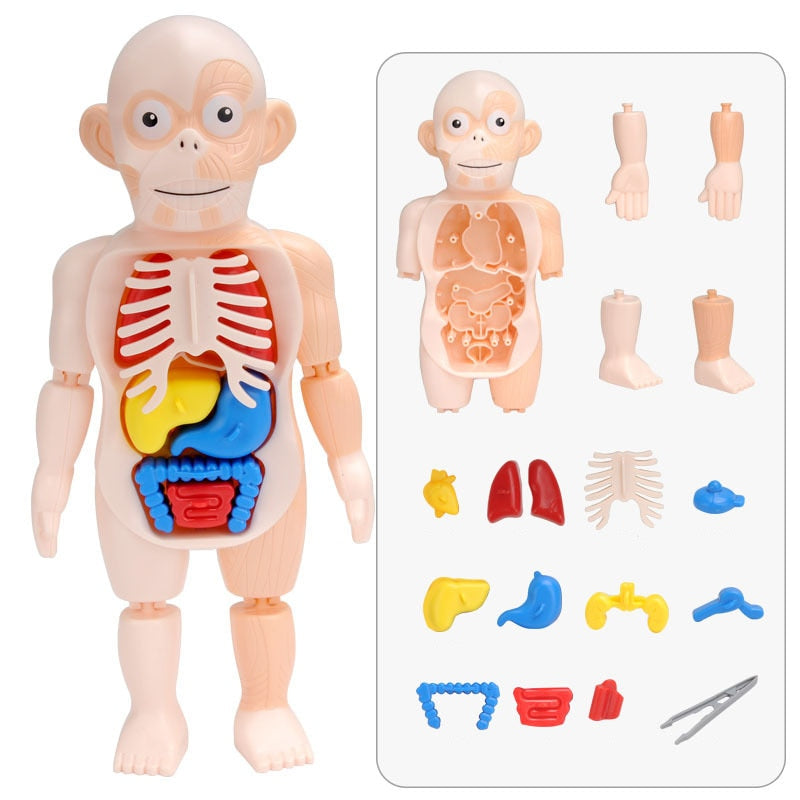 Educational Anatomy Set for Children – Dr. Bones