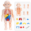 Educational Anatomy Set for Children – Dr. Bones