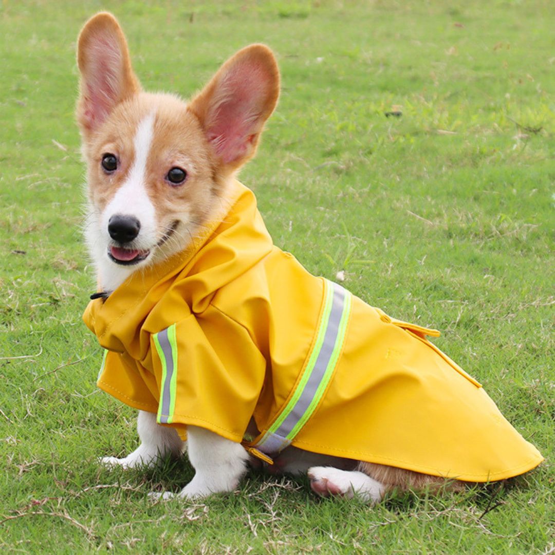 Waterproof Dog Jacket | Comfortable and Durable