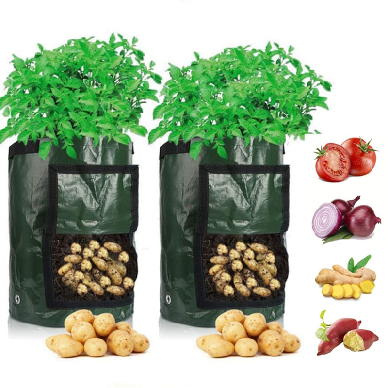 Grow potatoes at home: smart potato grow bag for patio and balcony