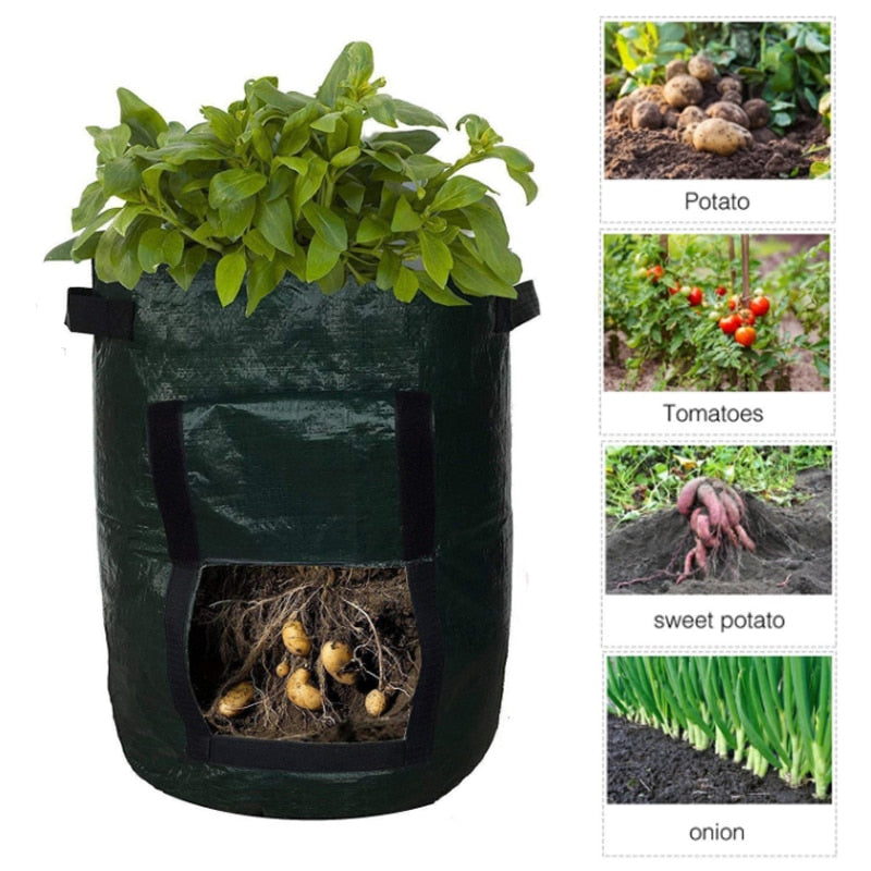 Grow potatoes at home: smart potato grow bag for patio and balcony